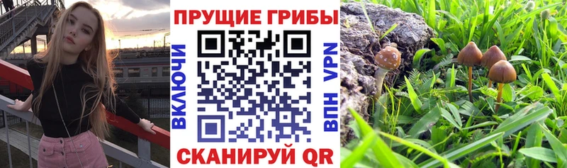 Галлюциногенные грибы прущие грибы  Купить закладки  Муравленко 